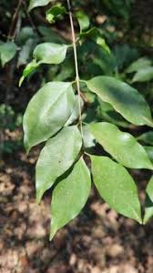 Image result for Strychnos usambarensis