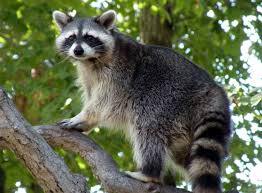 images?q=tbn:ANd9GcSz6ASiFRyDn1MTJ62Ro45