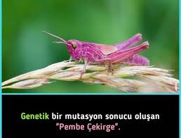 Damla Ama Adli Kullanicinin Guzel Bilgiler Panosundaki Pin 2020 Ale Komik Hayvanlar