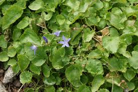 Image result for Wahlenbergia flexuosa