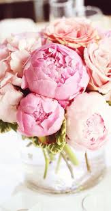 Pink peony peony flower vector peony flower peony flower material color peony flower subshrubby peony flower pink watercolor flower cartoon peony flower peony flower decoration. Pink Peonies Peony Flower Hd Wallpaper Download Novocom Top