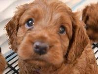 Cockapoo puppies mn albert lea. Cockapoos Breeders Registry American Cockapoo Club