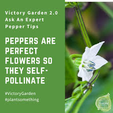 Hey dear your answer is here. Ask The Experts Growing Peppers In Your Victory Garden 2 0 Ngb Victory Garden Stuffed Peppers Growing Peppers