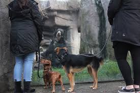 Die welt wird alt und wird wieder jung, doch der mensch hofft immer verbesserung. Duisburger Tierpark Hunde Durfen Ab Sofort Mit In Den Zoo Kolnische Rundschau