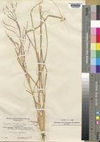 Image result for Sporobolus sanguineus