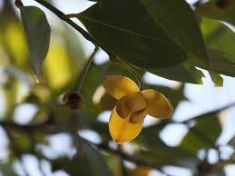 Image result for Sphaerocoryne