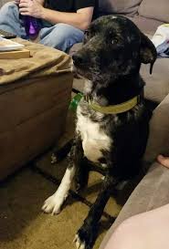 Meet hundreds of local breeders. Kansas Labrador Retrievers Rescue Connection Home Facebook