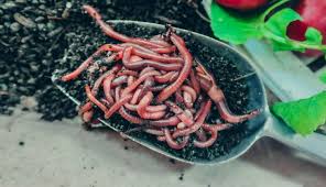 Maybe you would like to learn more about one of these? Buy Composting Worms Worm Farming Secrets