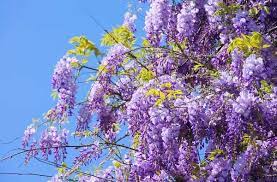 I fiori profumatissimi sono campanulati e il loro colore varia dal bianco, al giallo, all'arancio, al rosso, al blu, al viola. 10 Piante Che Fioriscono In Primavera Greenme