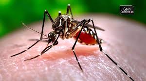 Learn more about zika virus, including its symptoms, how it's transmitted and related conditions. Explained Already Reeling Under Covid19 Kerala Now Records 23 Cases Of Zika Virus What Is It How It Spreads Prevention Gaonconnection Your Connection With Rural India