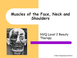 The anterior and middle scalenes originate from the transverse. Muscles Of The Face Neck And Shoulders Ppt Download