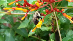 Check spelling or type a new query. Attract Bees Butterflies To Pollinate Your Garden