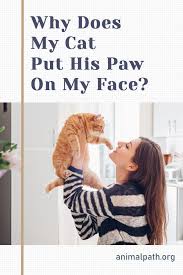 Pin On Cat Behavior