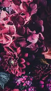 Find the best beautiful flower background on wallpapertag. 50 Beautiful Flower Wallpapers For Iphone Free Download