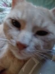 Cute Amiibo Card and Kitten in Animal Crossing New Horizons