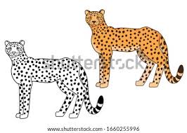 Cheetah clipart anime baby png download 2975534 pinclipart. Cheetah Outline Drawing At Getdrawings Free Download