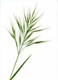 Image result for Megaloprotachne