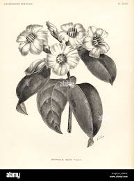 Image result for Strophanthus eminii