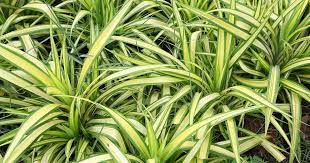 Anthericum Comosum Dog Safe Plants Plants Cat Safe Plants