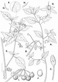 Image result for Solanum grossidentatum