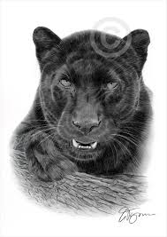 Wildlife And Domestic Animal Pencil Drawings Black Panther Drawing Black Panther Tattoo Pencil Drawings Of Animals