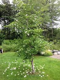6a Stewartia Pseudocamellia Small Trees For Garden Ornamental Trees Deciduous Trees