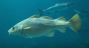 Rd.com knowledge facts nope, it's not the president who appears on the $5 bill. Where On A Fish Would You Find The Trivia Questions Quizzclub