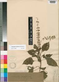 Image result for Orthosiphon thymiflorus