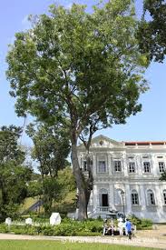 Image result for Khaya