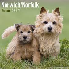 🟡 official twitter account of norwich city football club. Norwich Terrier Calendar Norfolk Terrier Dog Breed Calendars 2020 2021 Wall Calendars 16 Month By Avonside Megacalendars 9781785809064 Amazon Com Books