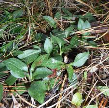 Image result for Brachycorythis velutina