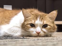 Wer sich überlegt, ein kätzchen zu kaufen, der sollte. Schilddrusenuberfunktion Bei Katzen Fruhzeitig Erkennen In 2021 Susse Katzen Katzen Schilddrusenuberfunktion