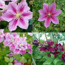 Spurred spring flowers are larger, and longer lasting. Buy Clematis Double Season Collection J Parker Dutch Bulbs