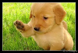 For the first 4 weeks raven cleans up most of the poopie messes. 51 Baby Gold Retrievers Ideas Puppies Cute Puppies Golden Retriever