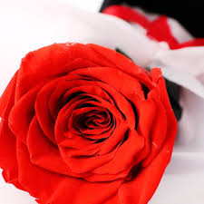 Those preserving cut flowers with vinegar commonly add both sugar and household bleach to the vase as well. Enchante 12 Real Preserved Forever Rose Gift Box Mothers Day Gift Single Red Eternity Flower Walmart Com Walmart Com