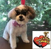 We did not find results for: Aussie Pet Nashville Aussienashville Twitter