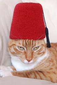 Cats In Hats Cat Dressed Up Cat Dresses Cat Hat