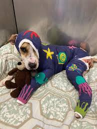 Her name is Riona, and she is a dog from Tennessee that was tortured,  strangled with a tie cord, doused in fuel, and set on fire. In 2021 the  same thing happened