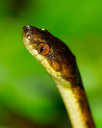 Image result for Leptochloa obtusiflora