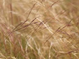 Image result for Aristida