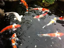 Foster and smith goldfish & pond flakes fish food are made in the usa to ensure optimal quality and goldfish nutrition. Something S Fishy 400 Koi Fish Nabbed By Disguised Thieves Herndon Va Patch
