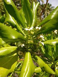 Image result for Goodeniaceae