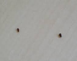 Invasion