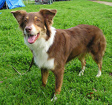 Two have been slick haired at birth and both parents registered and long haired. Australian Shepherd Dog Wiki Fandom