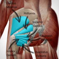 Oct 04, 2017 · the femoral nerve is the major nerve that serves the tissues of the thigh and leg, including the muscles and skin. Back Pain After Deadlifting Stop Squeezing Your Bum At The Top