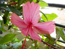 Image result for Hibiscus pusillus