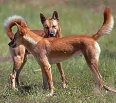 Resultado de imagen de perro salvaje