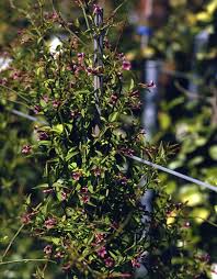Image result for Jasminum beesianum