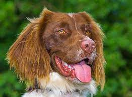 He is compact, not leggy, obviously built for hard work and endurance. Welsh Springer Spaniel Im Rasseportrait Zooroyal Magazin