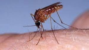 Les huiles essentielles aussi pourront vous soulager assez rapidement. 5 Astuces Naturelles Pour Soulager Une Piqure De Moustique Lci